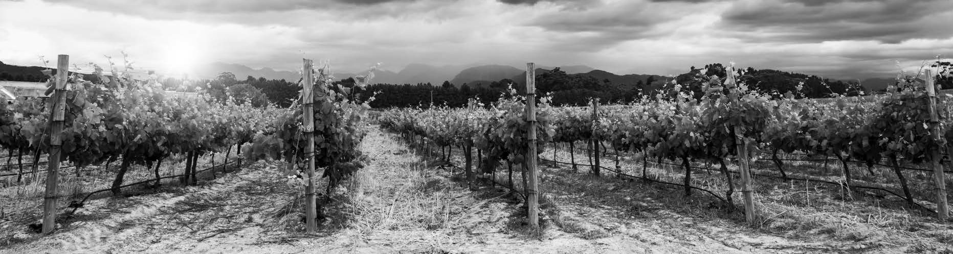 vinyard